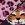 Lovely Tiger