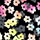 Soul Support Rainbow Blossoms