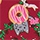 Merry Donuts